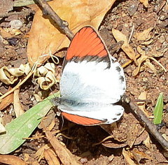 Colotis annae