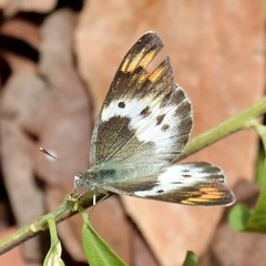 Colotis annae