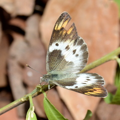 Colotis annae