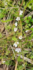Euphrasia cheesemanii