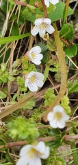 Euphrasia cheesemanii