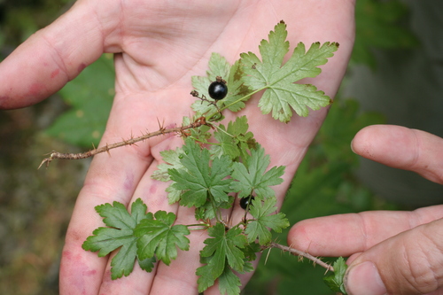swamp currant (Ribes lacustre)