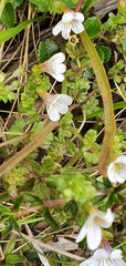 Euphrasia cheesemanii