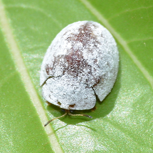 Ischiocassis