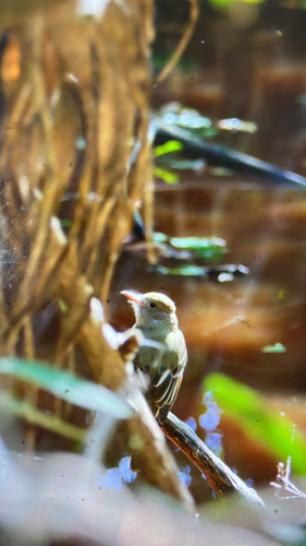 Great Crested Flycatcher (Myiarchus crinitus), photo 7