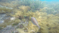 Parequula melbournensis