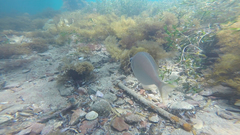 Parequula melbournensis