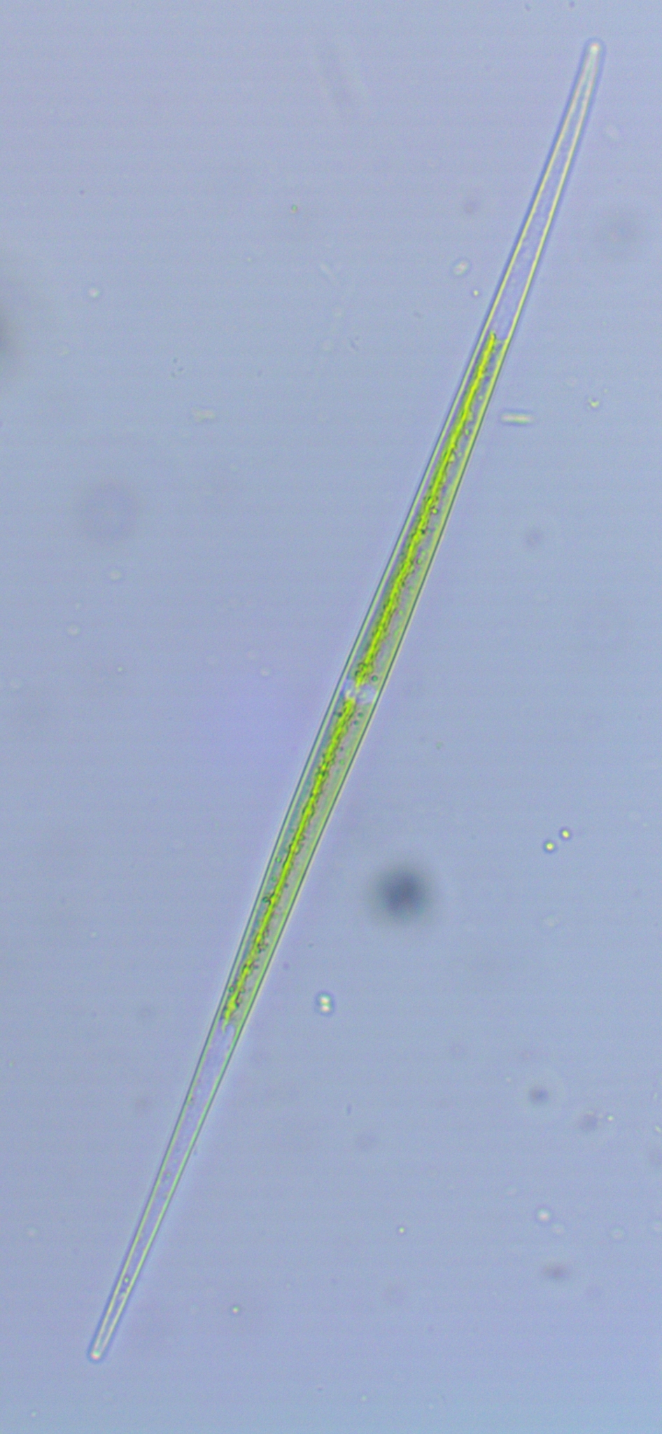 Closterium acutum