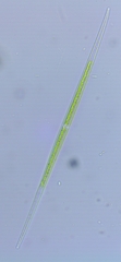 Closterium acutum
