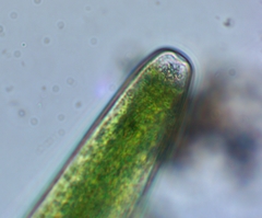 Closterium baillyanum