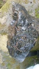 Pomacea catemacensis