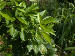 Vitex parviflora, photograph author not stated, no rights reserved