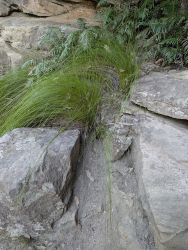 Tailed Rapier-sedge (Lepidosperma urophorum)