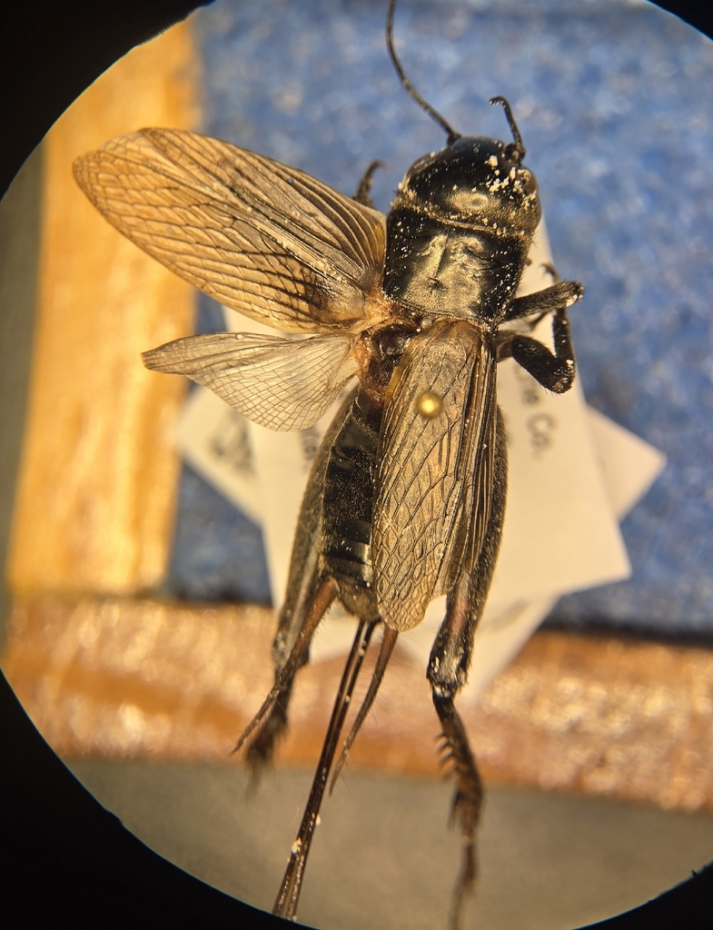 Spring Field Cricket from Erie, PA 16507, USA on June 16, 2025 by Tyler ...