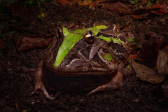 Brazilian Horned Frog photo 1