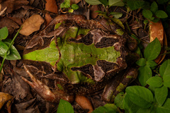 Brazilian Horned Frog photo 2