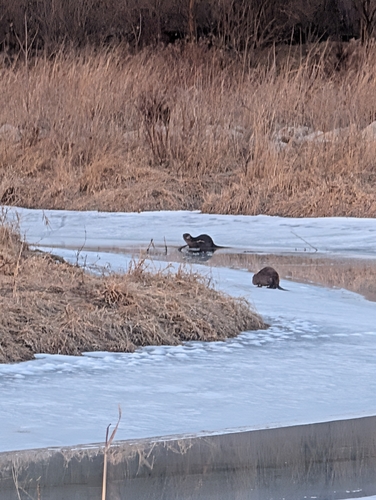 North American River Otter photographed in Iowa