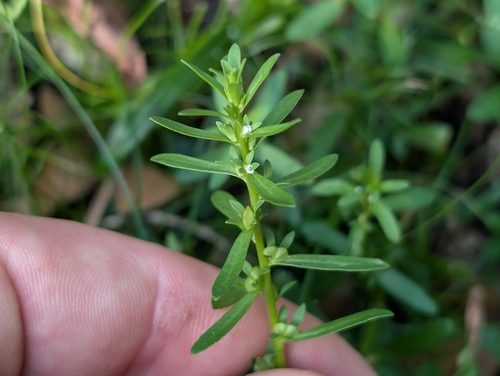 Veronica peregrina observed 2026-02-05