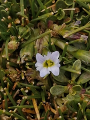 Dolichocarpa