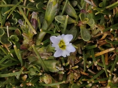 Dolichocarpa