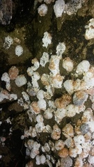 Pomacea catemacensis