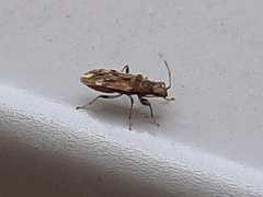 Neopamera albocincta