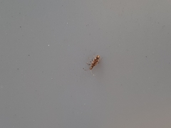 Neopamera albocincta