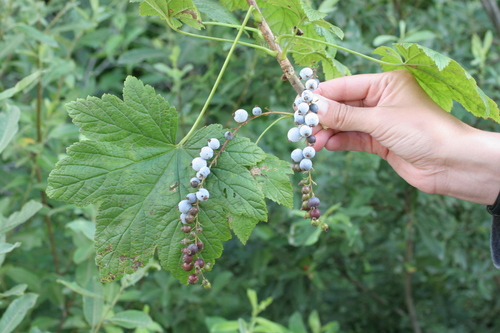 Stink Currant (Ribes bracteosum)