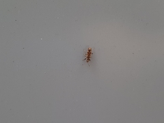 Neopamera albocincta