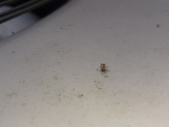 Neopamera albocincta