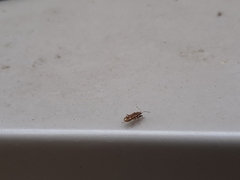 Neopamera albocincta