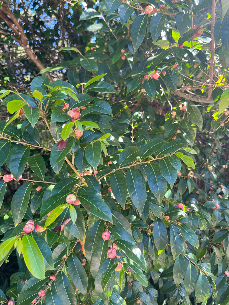 Cheese Tree from Aquatic Dr, Frenchs Forest, NSW, AU on February 4 ...