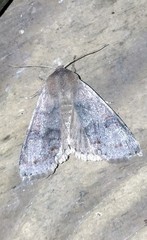 Orthosia hibisci