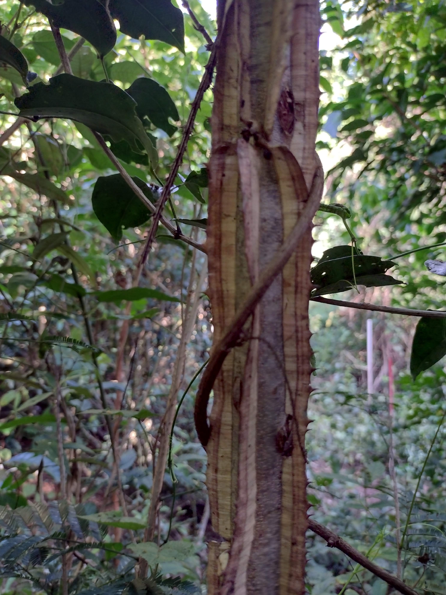 Piptadenia Gonoacantha (Piptadenia gonoacantha)