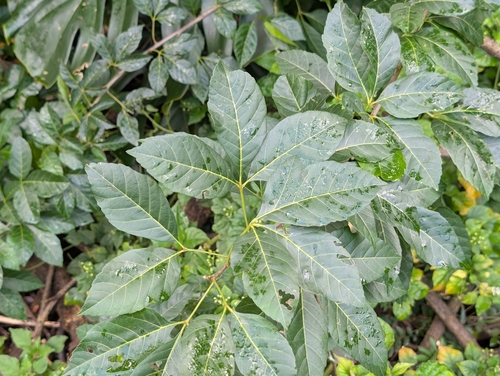 smallflower chastetree (Vitex parviflora)