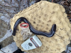Amphiuma tridactylum