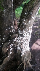 Pomacea catemacensis