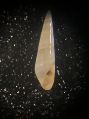 Eulima bifasciata