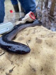 Amphiuma tridactylum