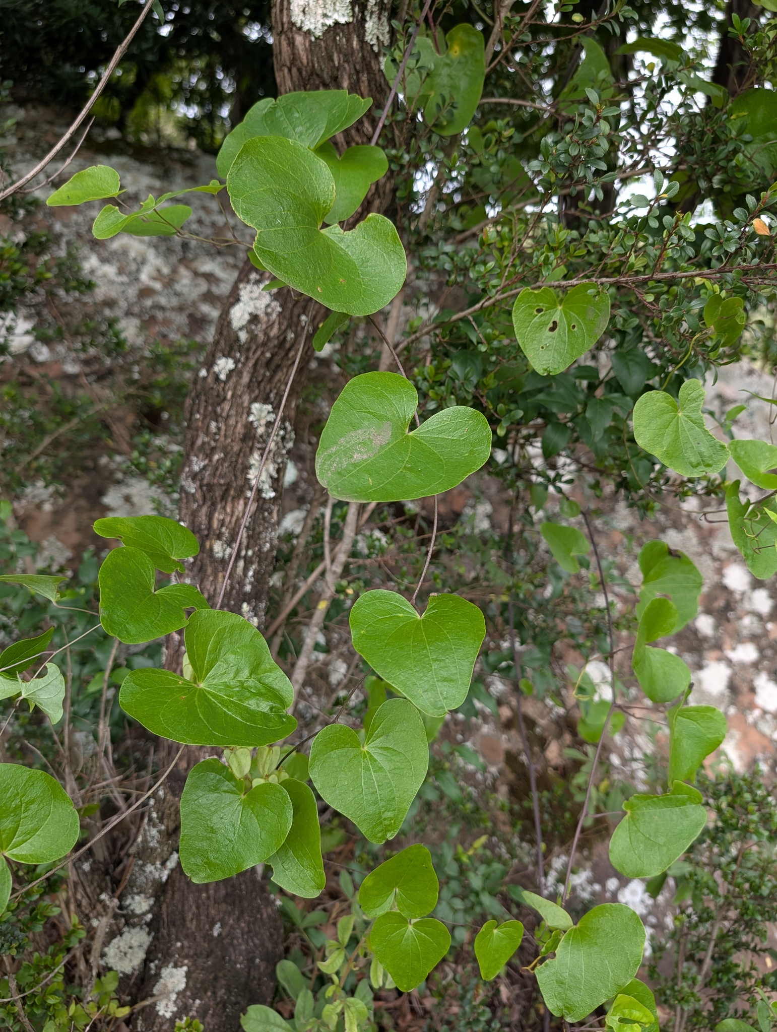 Imagem de Dioscorea sylvatica