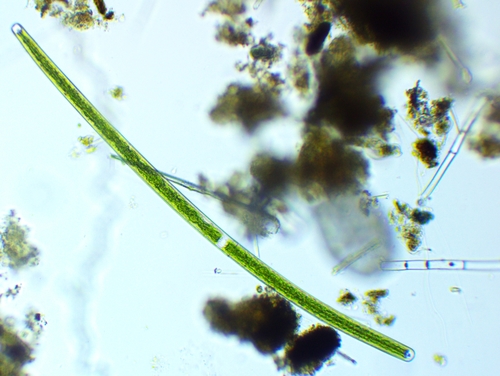 Closterium angustatum — photo 1