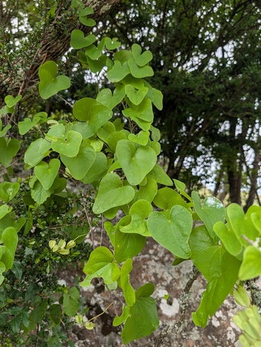 Foto de Dioscorea sylvatica