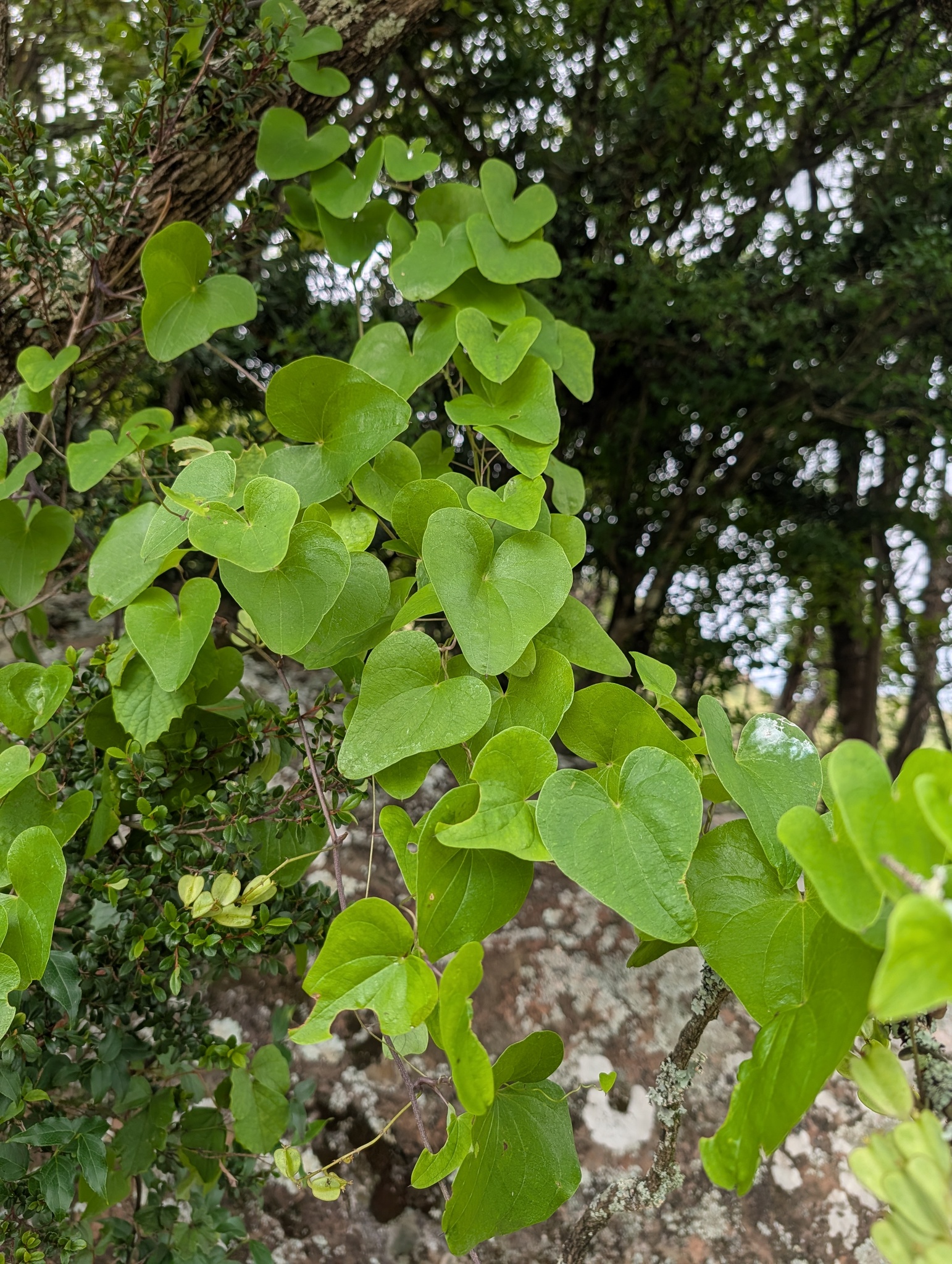 Imagem de Dioscorea sylvatica