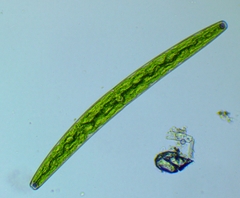 Closterium baillyanum