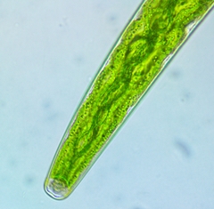 Closterium baillyanum