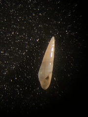 Eulima bifasciata
