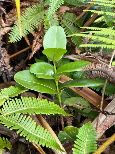 Melicope munroi observed 2026-01-14