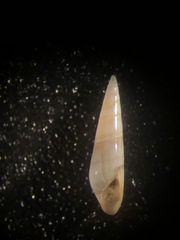 Eulima bifasciata