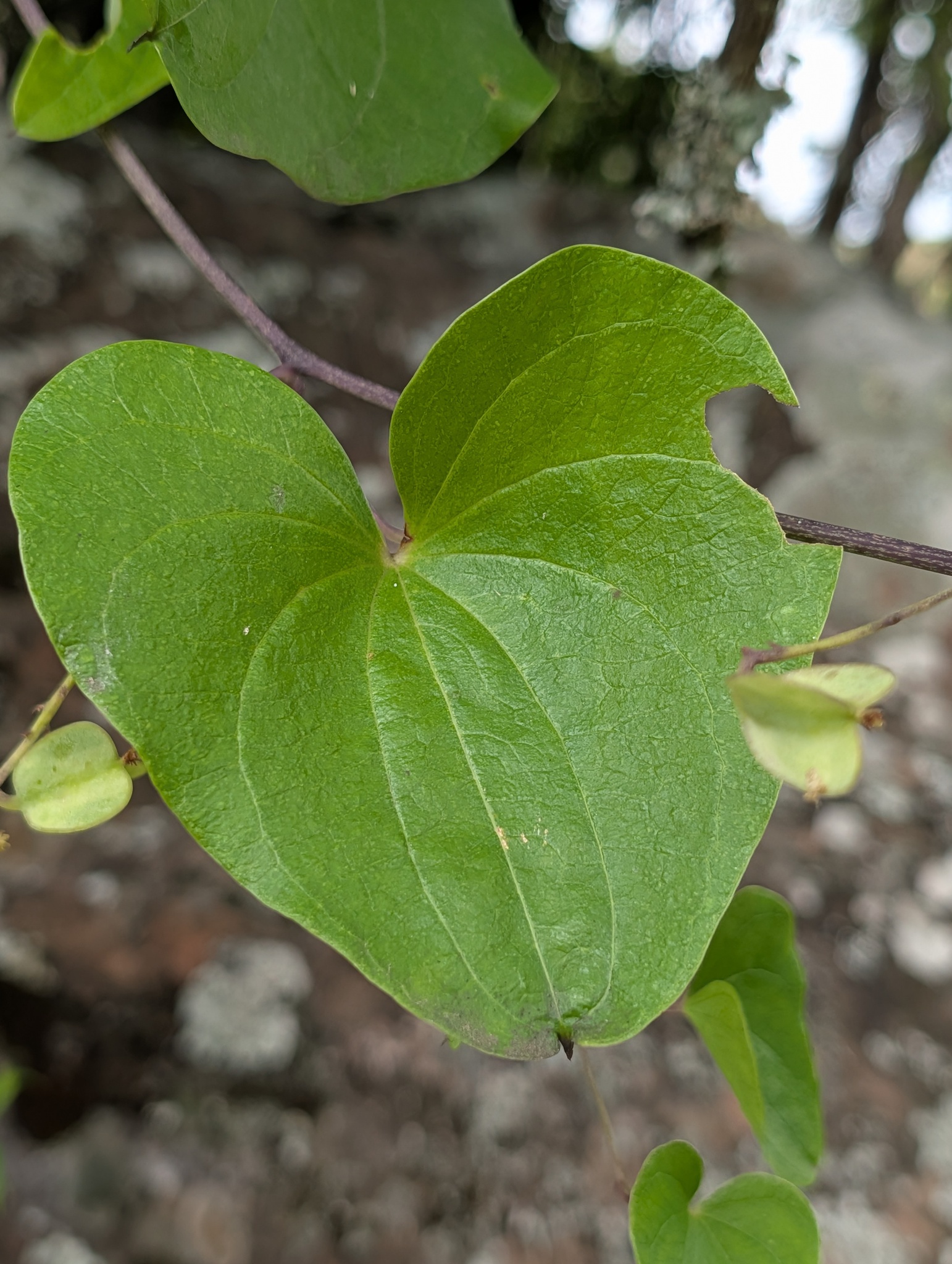 Imagem de Dioscorea sylvatica