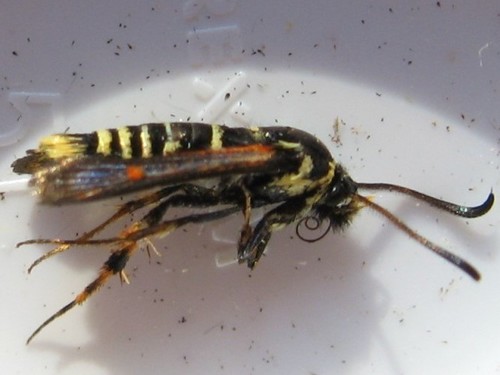 Coronopus Borer Moth photo 2